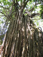 144 Curtain Fig Tree